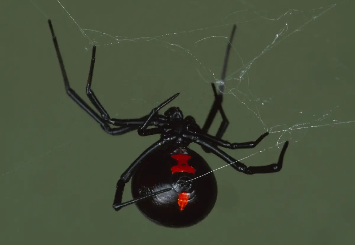 suedliche-schwarze-witwe