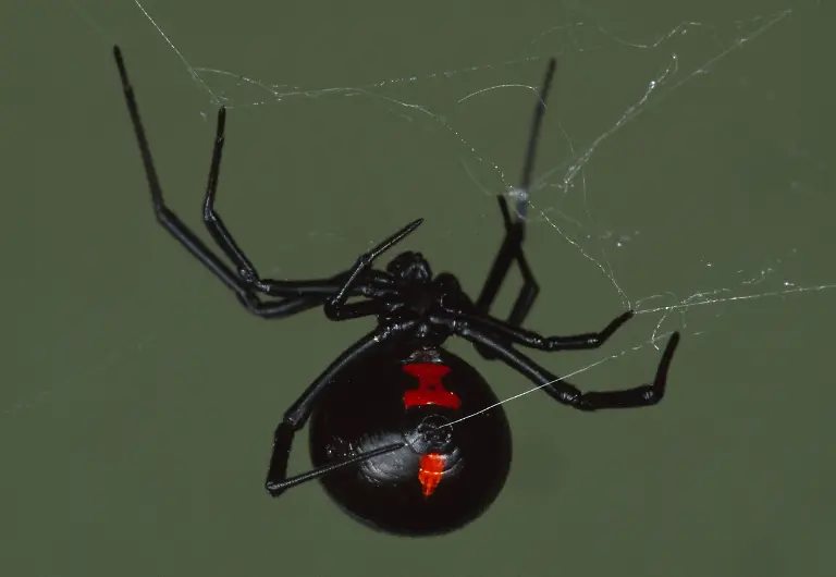 suedliche-schwarze-witwe