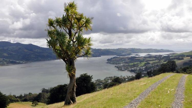 Auf der Halbinsel Otago erinnern nur die palmenartigen Cabbage Trees daran, dass sich der Urlauber nicht in Schottland aufhält, sondern im äußersten Süden der besiedelten Welt.