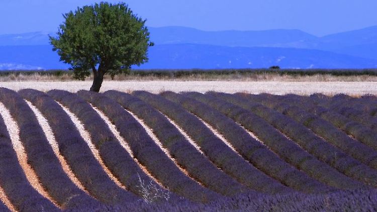 Typisch Provence - wer den Lavendel in voller Blüte sehen will, muss im Sommer in den Süden reisen.