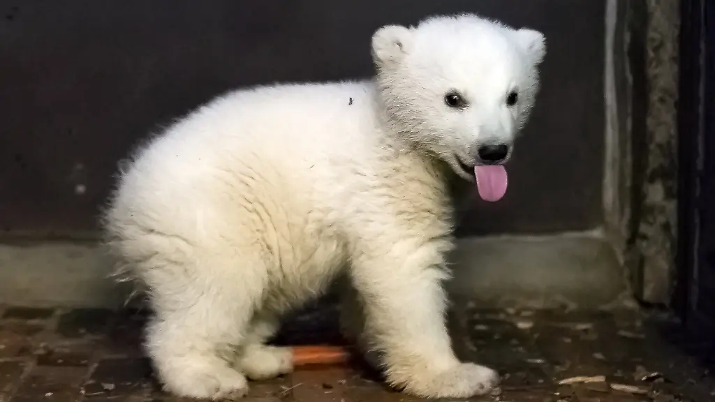 abf4357bd700bcade0662469172de772