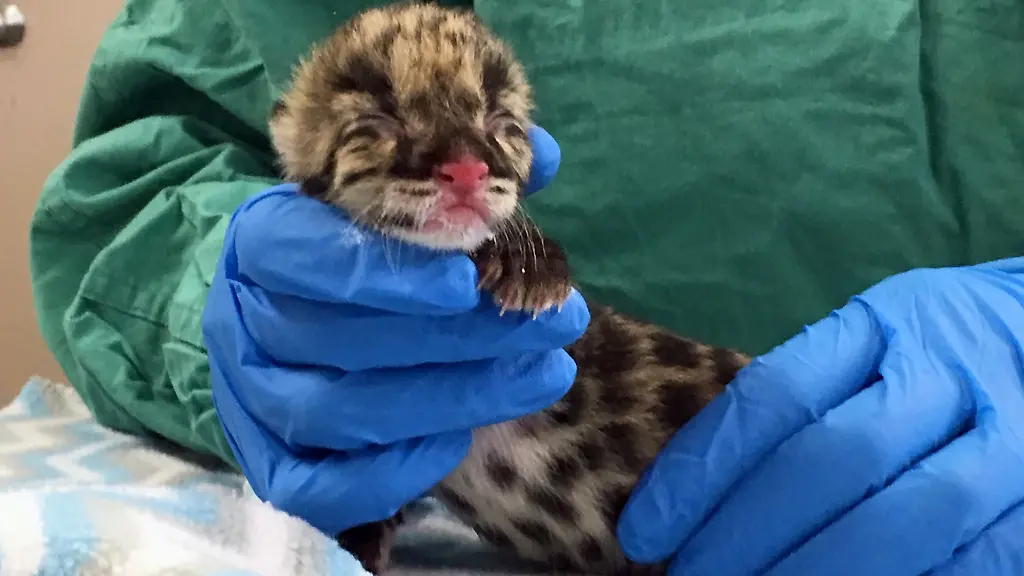 0ea5f14530b4f3337bf3ec9fd9916e6b