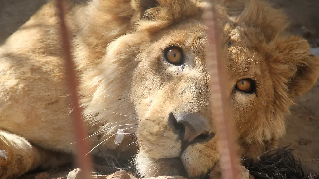 210a7b2a34b8084ccca6a389bada6ef4