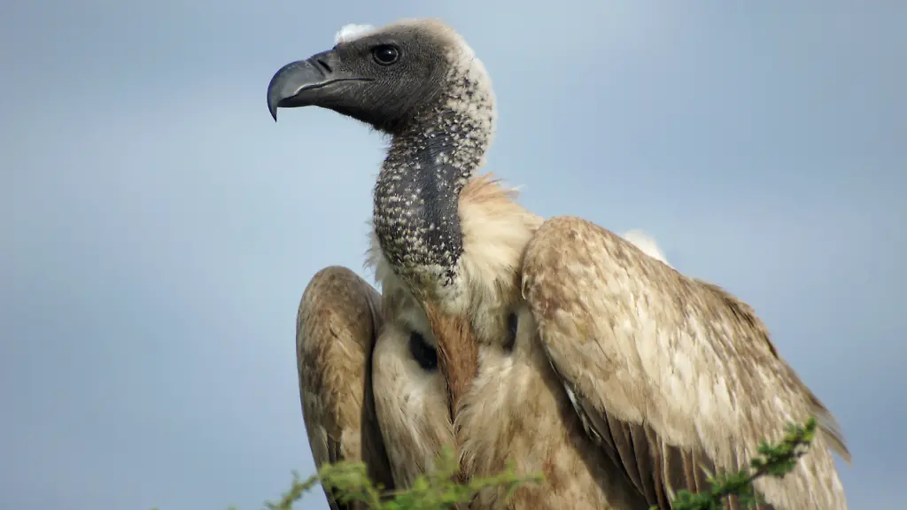 33829b21b76c988e68f363618d9267e5