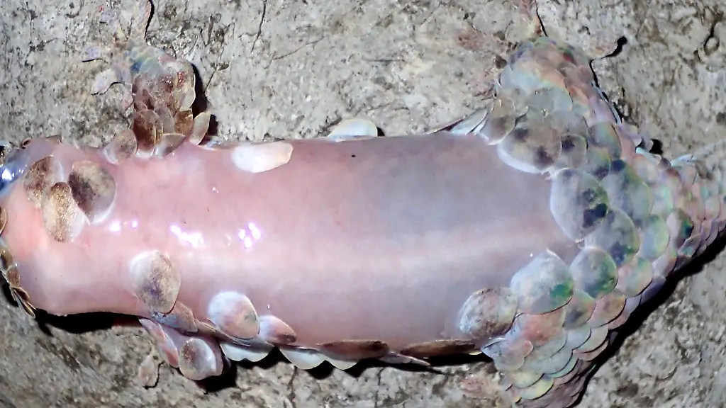 ACHTUNG-Nur-zur-Verwendung-im-Zusammenhang-mit-der-Berichterstattung