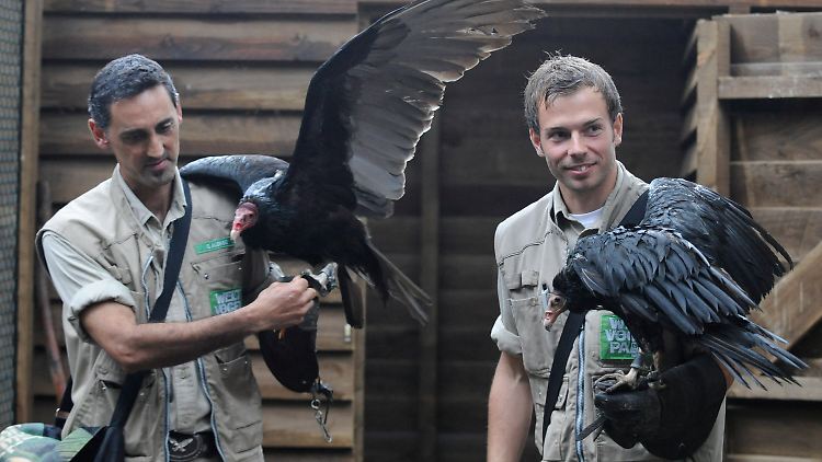 Niedersächsische Polizisten während der Geierausbildung.