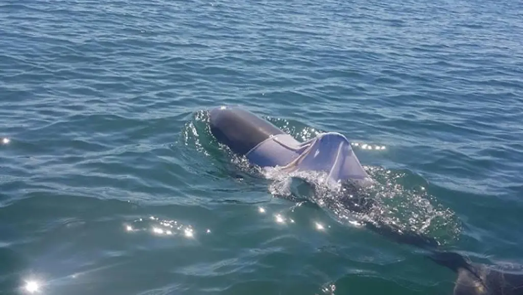 16426162-1202727296429454-1526327752502515928-n