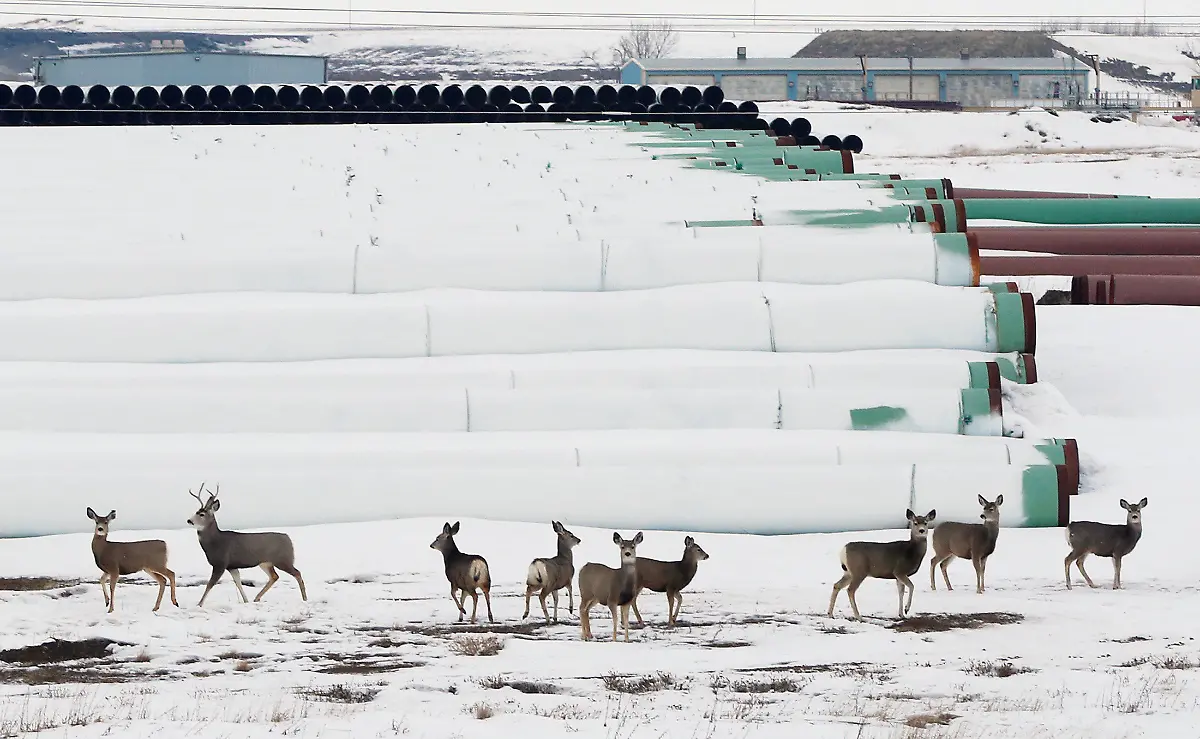 FILE-PHOTO-Deer-gather-at-a-depot-used-to-store-pipes-for-Transcanada-Corp-s-planned-Keystone-XL-oil-pipeline-in-Gascoyne-North-Dakota-January-25-2017
