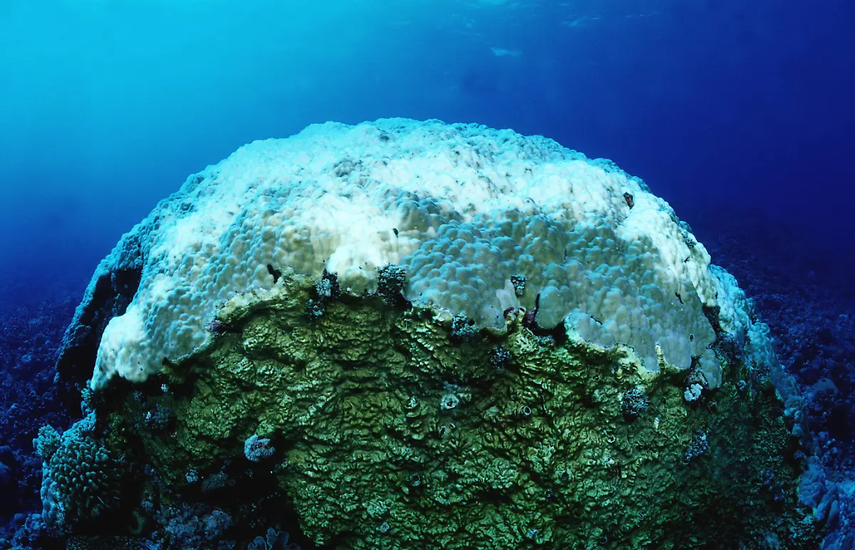 great-barrier-korallenbleiche