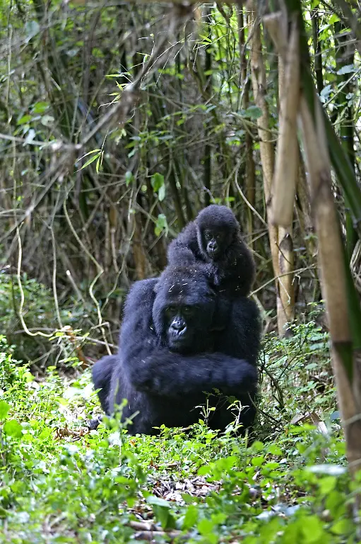 virunga