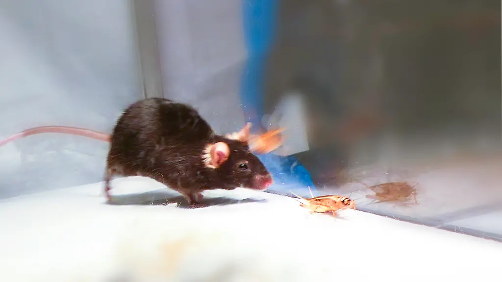 ACHTUNG-Nur-zur-redaktionellen-Verwendung-im-Zusammenhang-mit-der-Berichterstattung