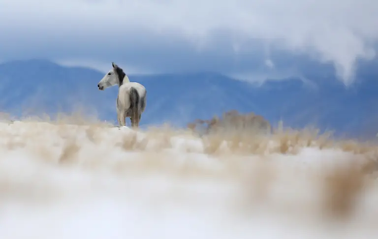 cc76c6b5a4147ed0c6a4cadf4b4239c8