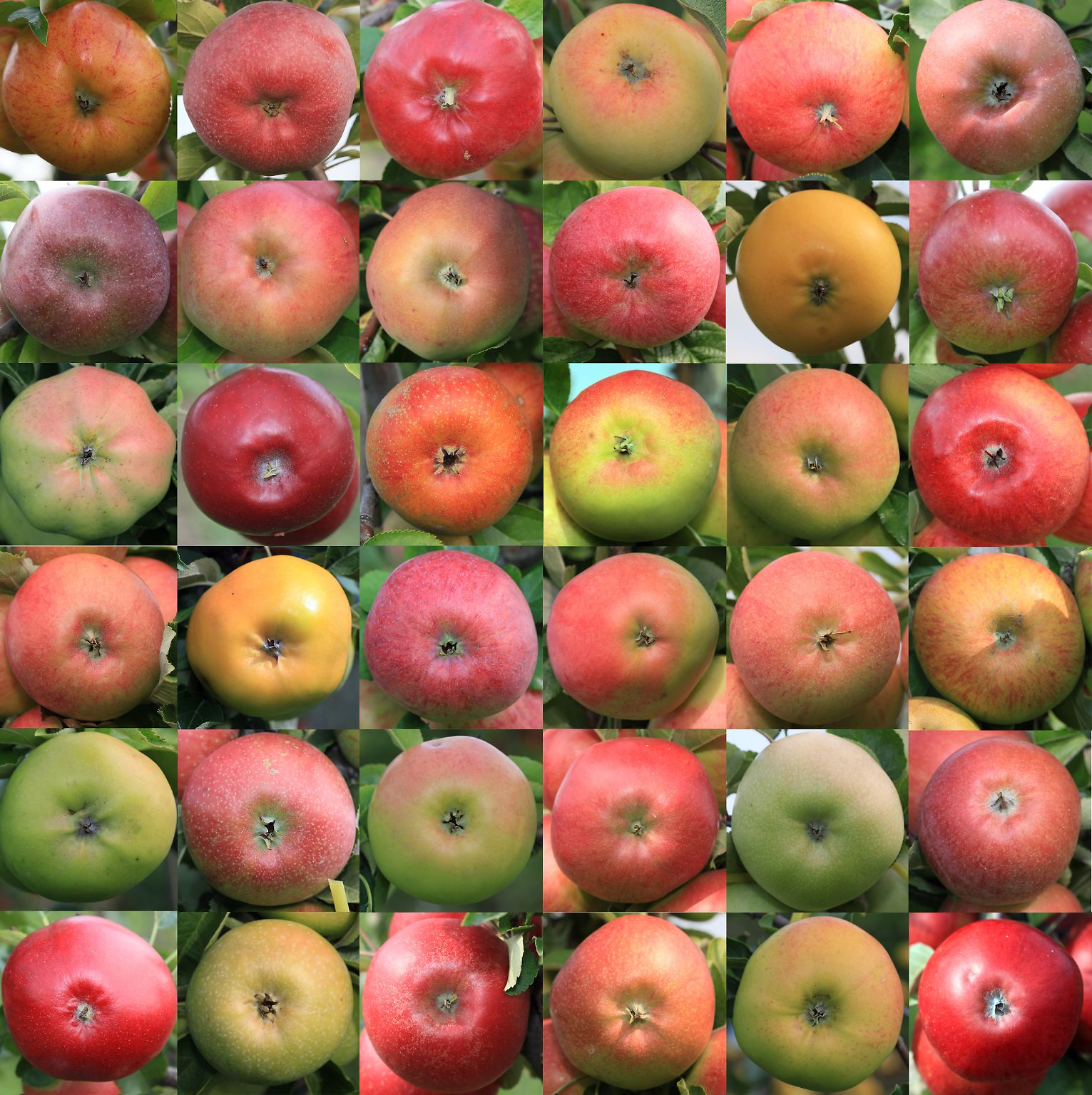 Sie liegen frisch glänzend in ihren Kartons. Eine schwere Süße breitet sich aus. Jeder einzelne Apfel ist ein Sympathie- und Werbeträger für den Biomarkt Lebensquell in Potsdam.
