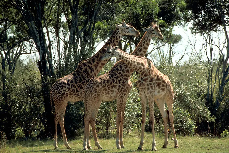 Gary-M-Stolz-gemeinfrei