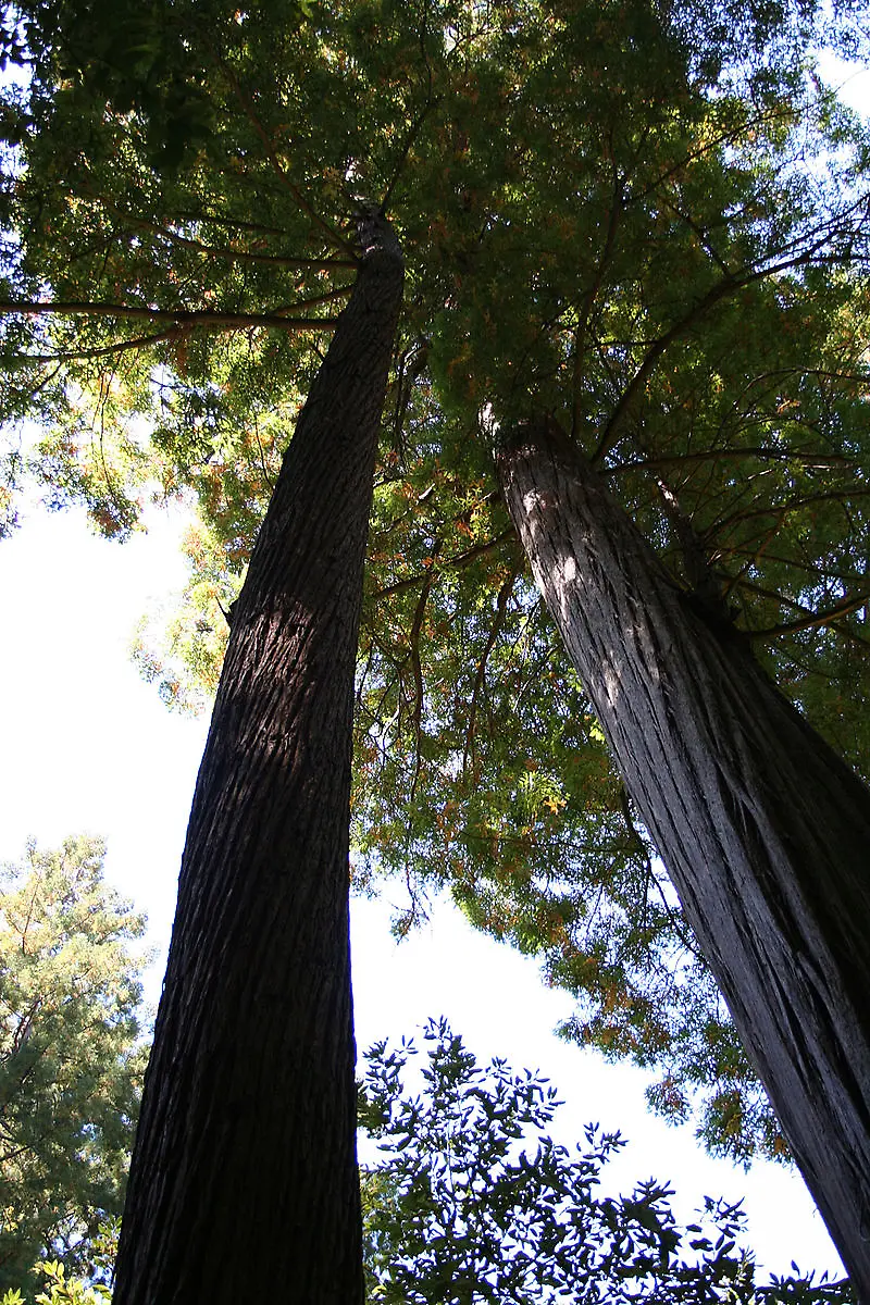 Kuestenmammutbaum-Mutante-CC-BY-SA-3-0