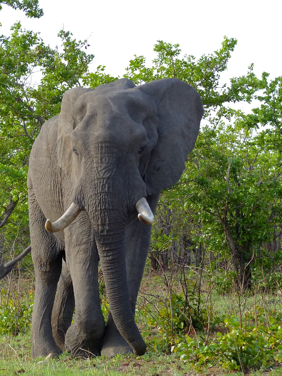 Bernard-DUPONT-CC-BY-2-0