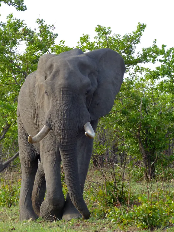 Bernard-DUPONT-CC-BY-2-0