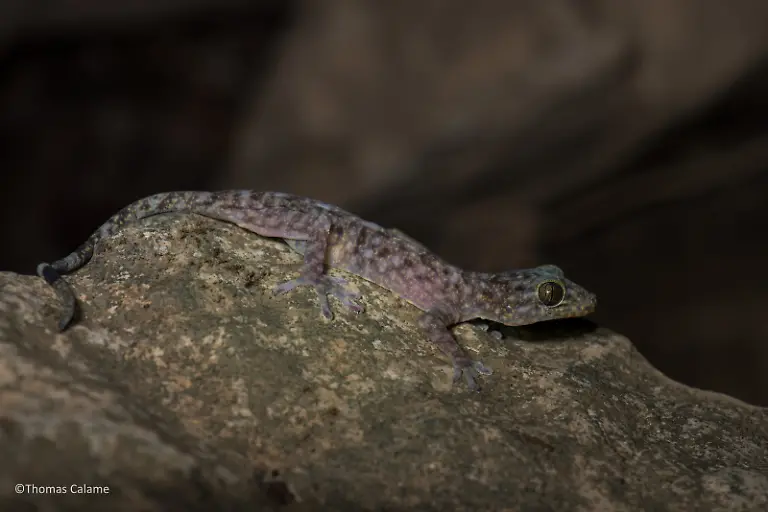 2-Gekko-bonkowskii-c-Thomas-Calame