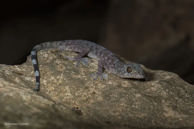 1-Gekko-bonkowskii-c-Thomas-Calame