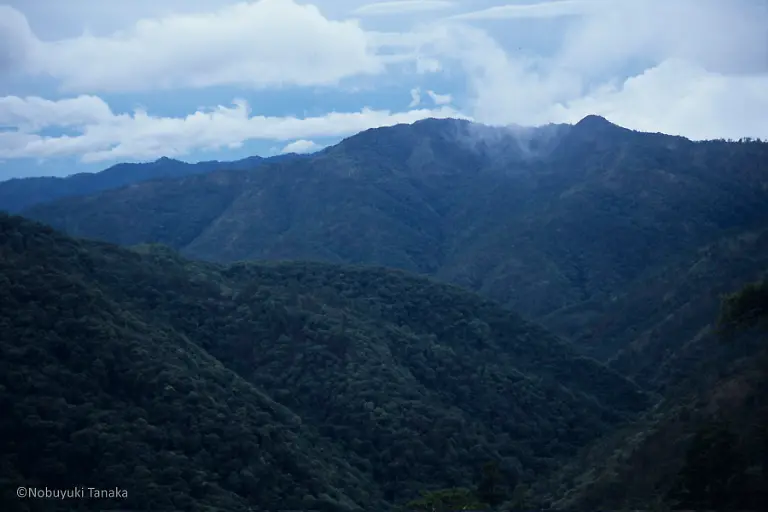 1-Impatiens-kingdon-wardii-habitat