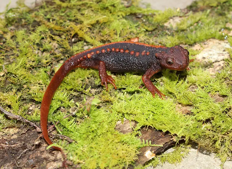 Tylototriton-anguliceps1-c-Truong-Son-Nguyen