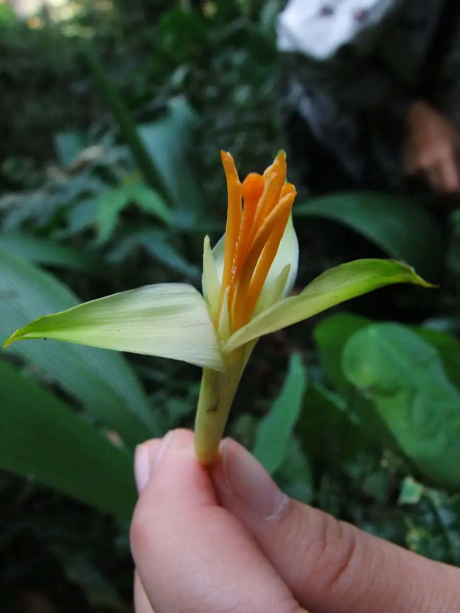 Musa-nanensis2-c-Sasivimon-C-Swangpol