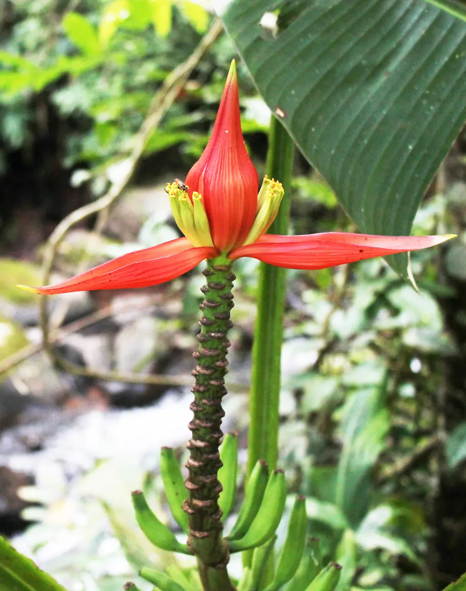 Musa-nanensis1-c-Wande-Inta