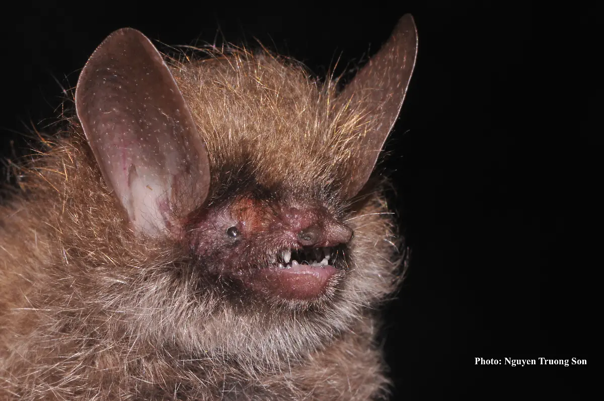 Murina-kontumensis-c-Truong-Son-Nguyen