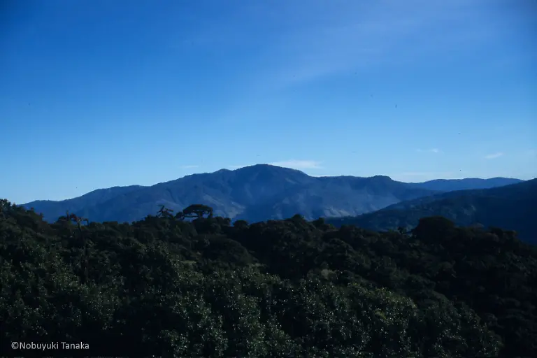 2-Impatiens-kingdon-wardii-habitat