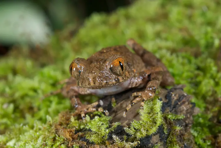 Leptolalax-isos-c-Jodi-Rowley-Australian-Museum