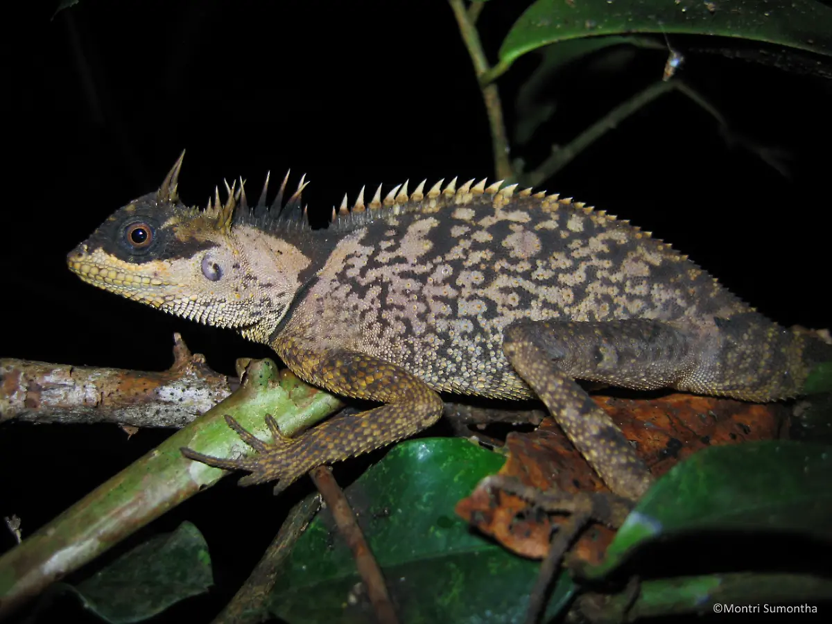 2-Acanthosaura-phuketensis-female-c-Montri-Sumontha
