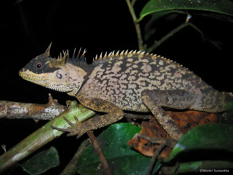2-Acanthosaura-phuketensis-female-c-Montri-Sumontha