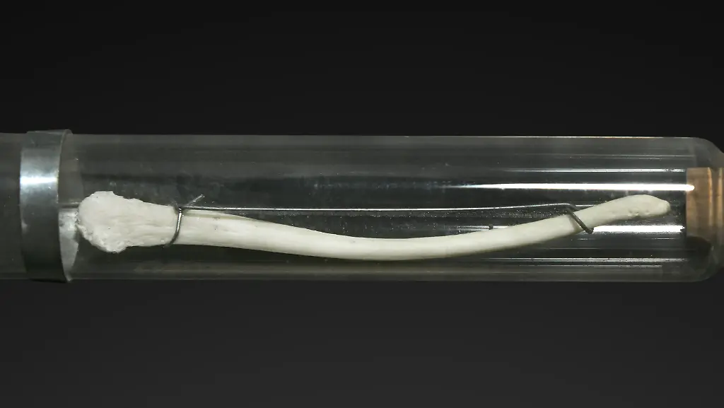 Baculum-Macaca-fuscata-MHNT