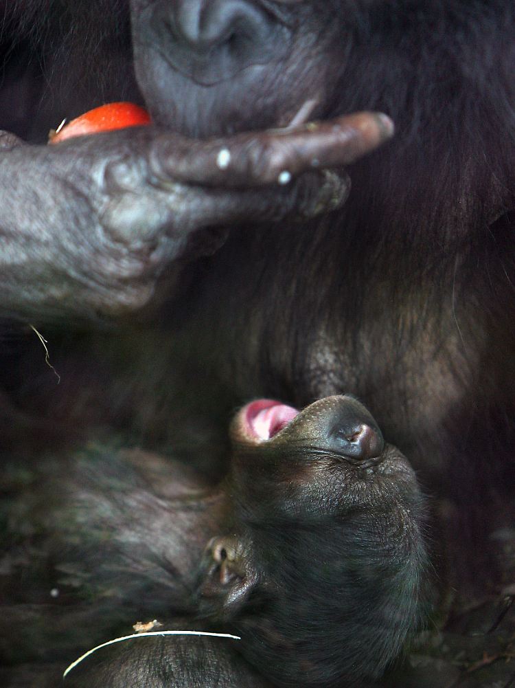 Fleisch spielt in der Ernährung der Bonobos eine eher untergeordnete Rolle.