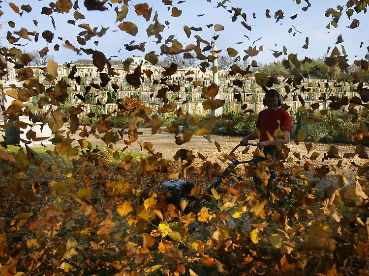 Jährlich 10-15 Abfalltonnen Laub sollen vom Nachbarbaum angefallen sein.