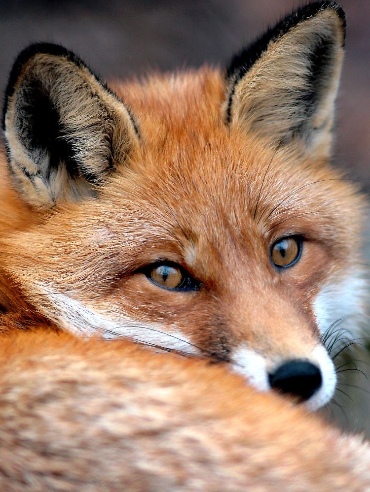 Aus welchem Grund der Fuchs die Schuhe gestohlen hatte, bleibt unklar.