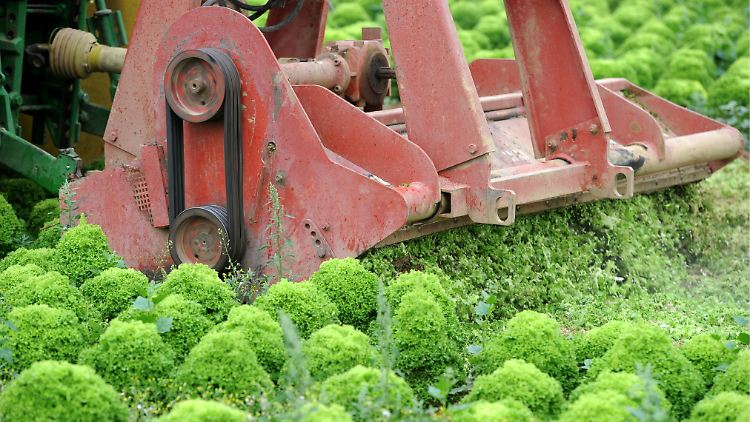 In der Südpfalz mulcht ein Landwirt Blattsalate von der Sorte Lollo Bionda: Die EHEC-Angst lässt die Nachfrage einbrechen, die zartgrünen Salatköpfe werden noch auf dem Feld vernichtet.