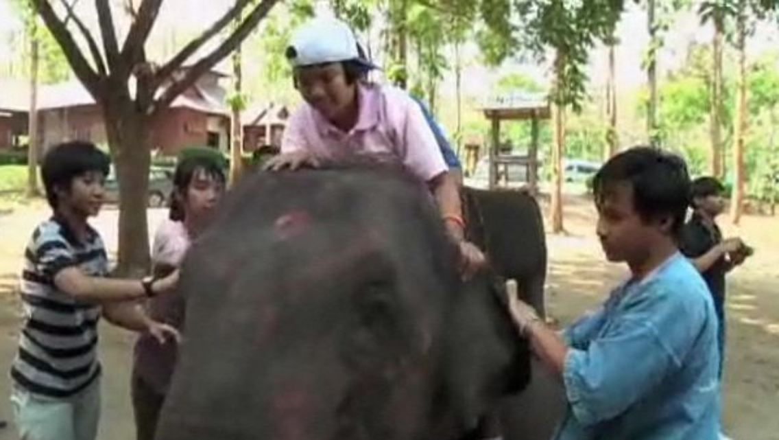 elefant.JPG