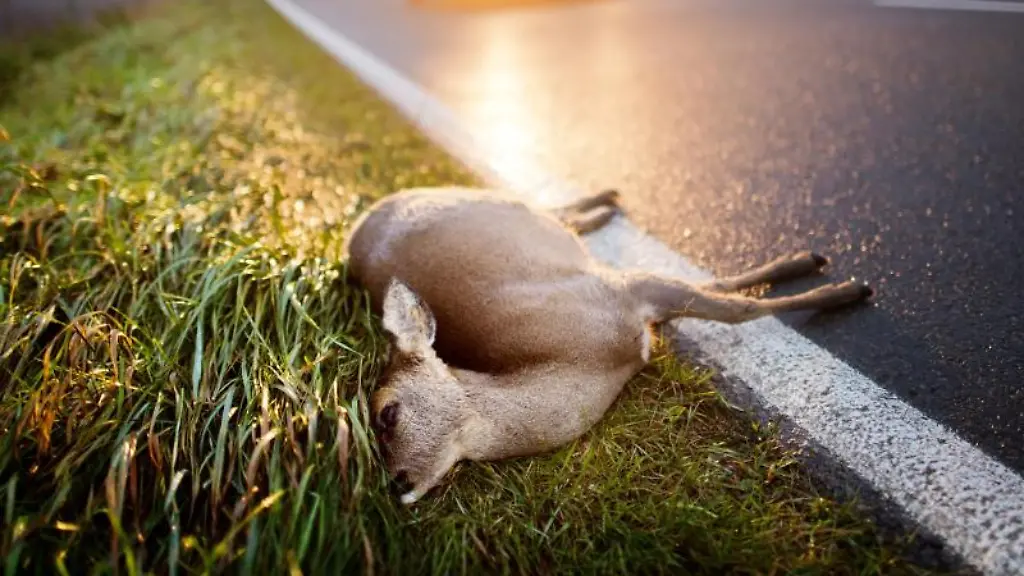 Autofahrer-die-nach-der-Zeitumstellung-in-der-Abenddaemmerung-von-der-Arbeit-kommen-muessen-mit-Wildwechsel-rechnen