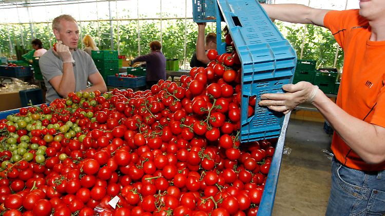 Auch in Deutschland werden Tomaten vernichtet - die Nachfrage ist eingebrochen.