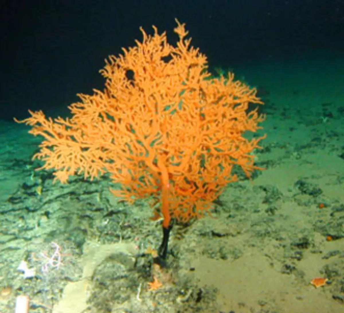 Leiopathes-NOAA-Hawai