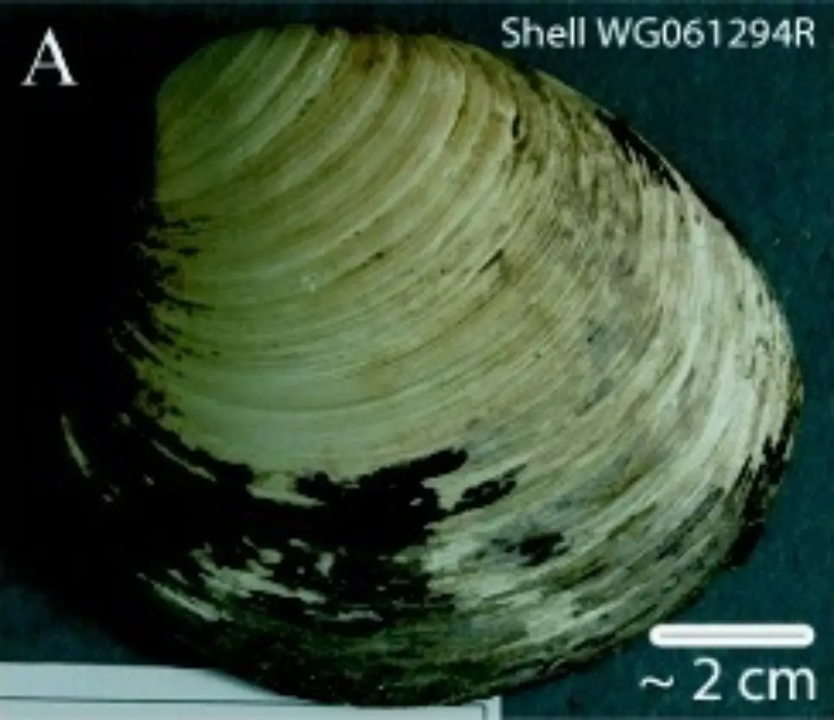 Ming-clam-shell-WG061294R
