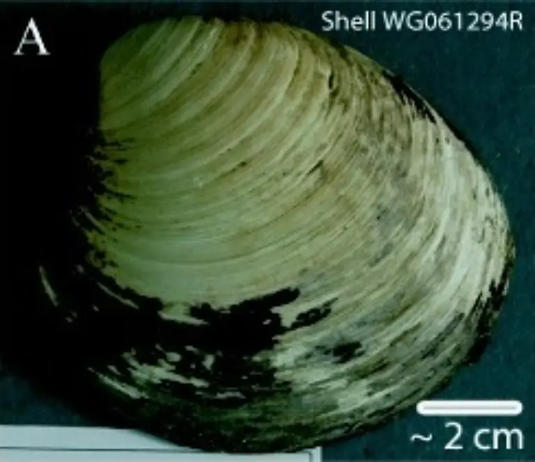 Ming-clam-shell-WG061294R