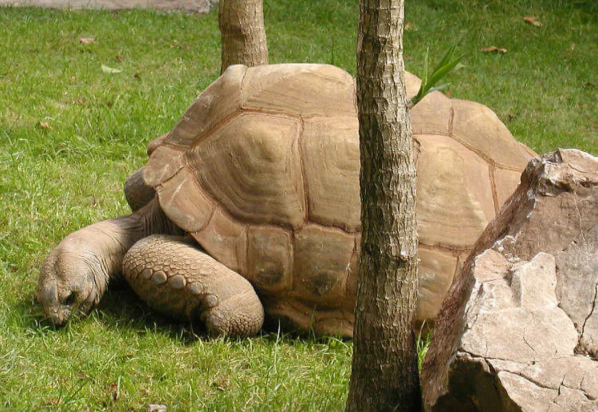 Tortoise-aldabra-750pix