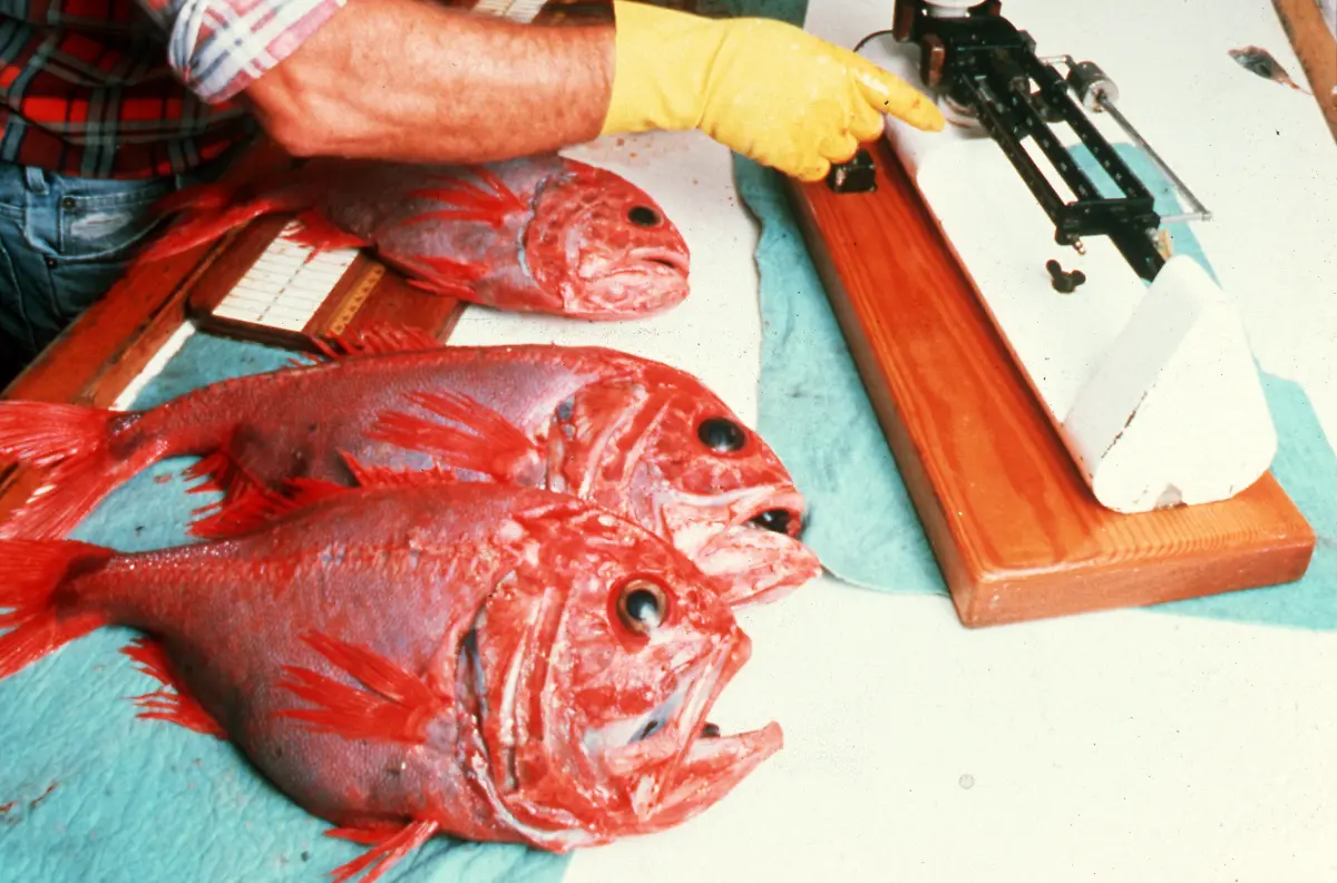 CSIRO-ScienceImage-2948-Orange-Roughy
