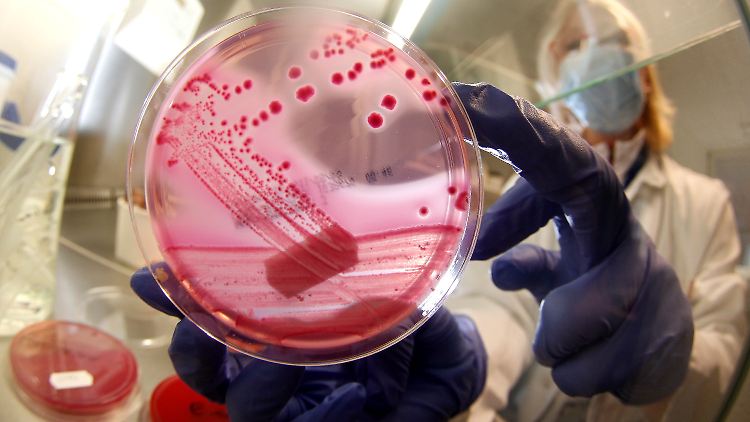 Eine EHEC-Bakterienkultur in Hamburg.