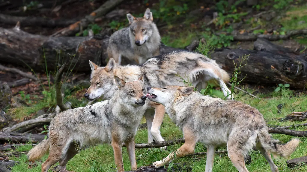 15112781868bb71f9d2f2c43d51f1e04