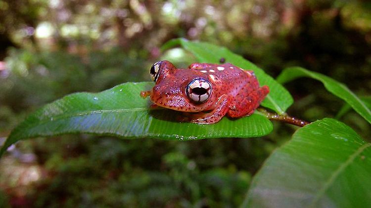 Unter den magadassischen Tieren sind der Frosch Boophis pyrrhus, ...