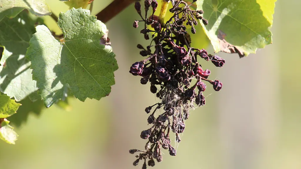 47ba4e42fdae1c91b4bc28514d628662