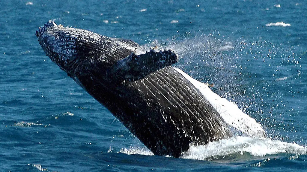 6ab384273435a762bb7468b9e9efc86d